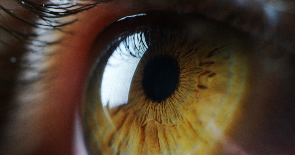 Budowa oka - co warto wiedzieć o strukturze oka?